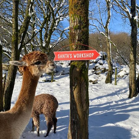 Unique Stay On An Alpaca Therapy Farm With Miniature Donkeys North Wales Mold Exterior foto