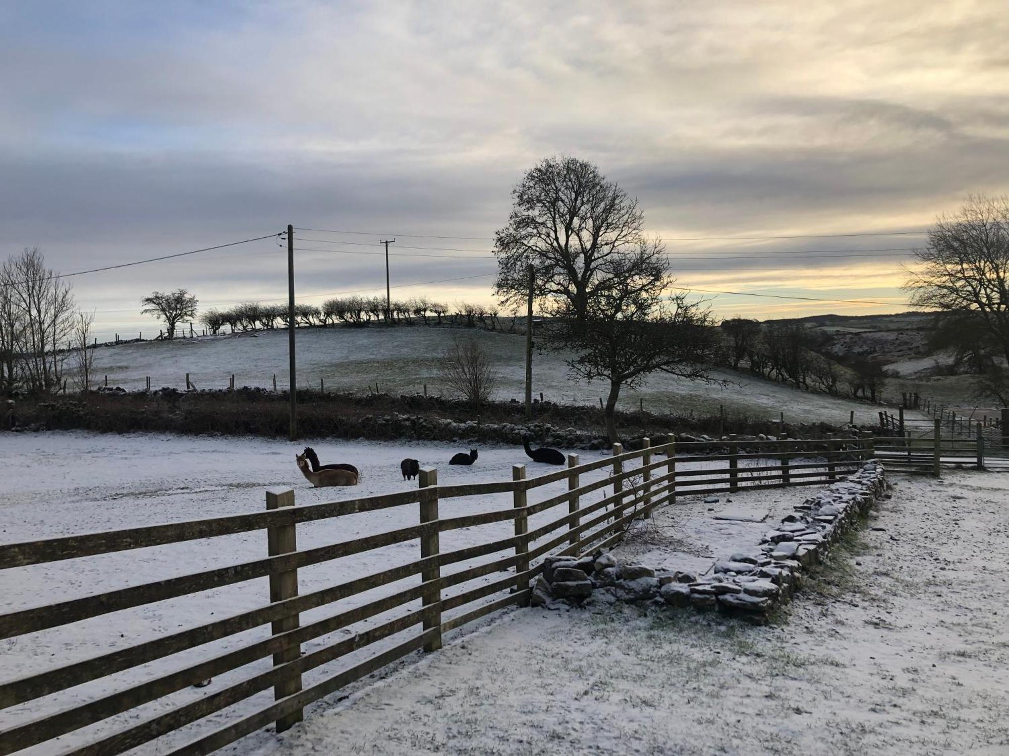 Unique Stay On An Alpaca Therapy Farm With Miniature Donkeys North Wales Mold Exterior foto