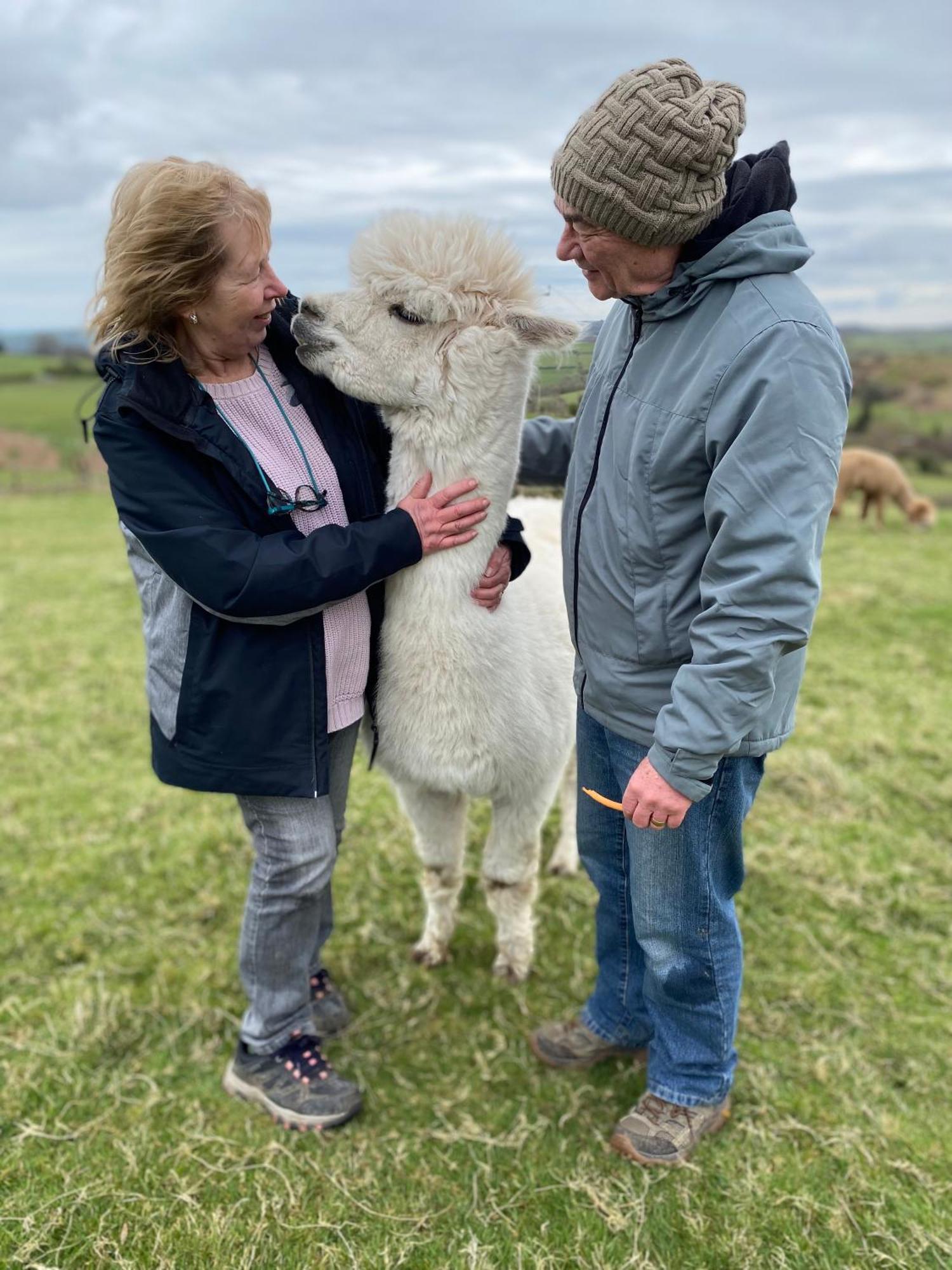Unique Stay On An Alpaca Therapy Farm With Miniature Donkeys North Wales Mold Exterior foto