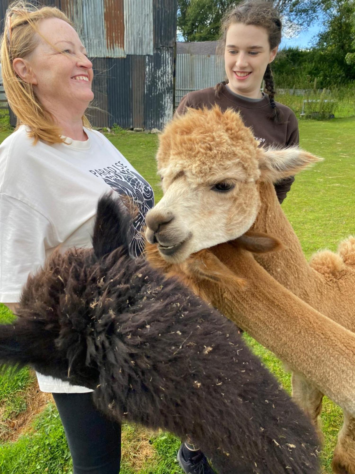 Unique Stay On An Alpaca Therapy Farm With Miniature Donkeys North Wales Mold Exterior foto