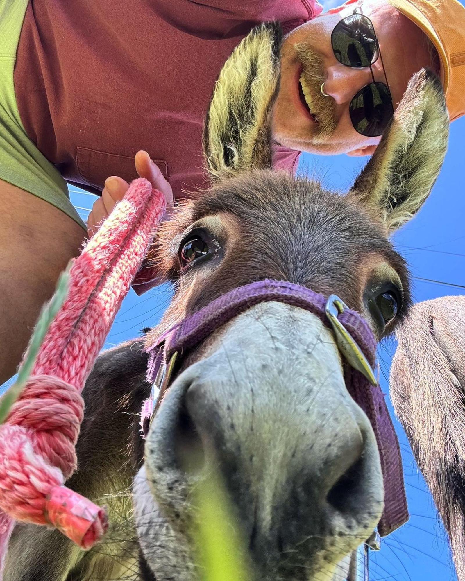 Unique Stay On An Alpaca Therapy Farm With Miniature Donkeys North Wales Mold Exterior foto